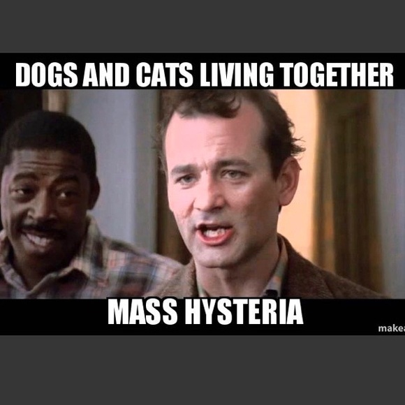 Allergy Alert! Chihuahuas in the house! 😊❤️🐶 - Picture 5 of 6